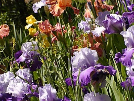 花園,虹膜,自然
