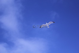 天空,鳥,飛行