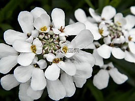 春天,鮮花,花園