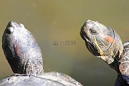 龜,性質(zhì),佛羅里達州海龜