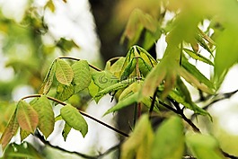 葉子,夏天,盛開