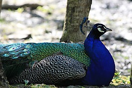 孔雀,鳥,性質