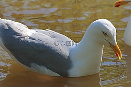 海鷗,鳥,湖