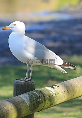 海鷗,鳥(niǎo),性質(zhì)