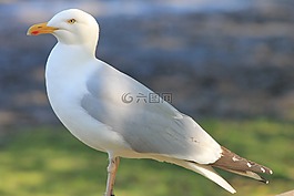 海鷗,鳥,性質