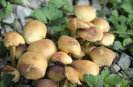 真菌,森林,性質(zhì)