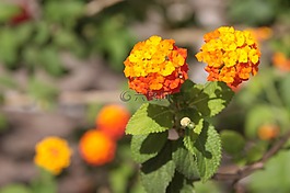 橙,花,夏季