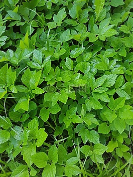 綠色,植物,葉