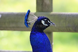 孔雀,鳥,動(dòng)物