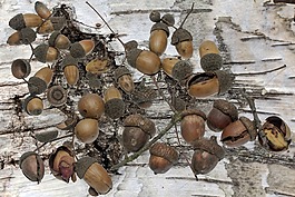 橡樹(shù),橡子,秋季