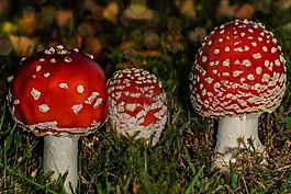 飛木耳,秋季,有毒