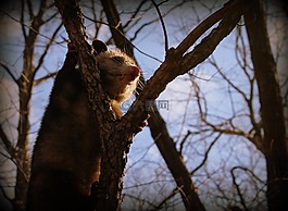 負鼠,動物,野生