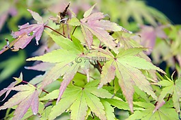 葉,性質(zhì),秋天