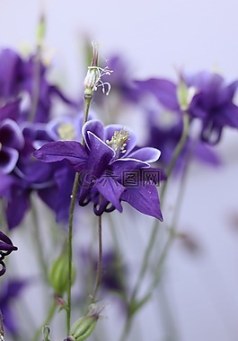 自然,紫色,鮮花