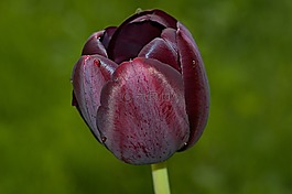 花,郁金香,schnittblume