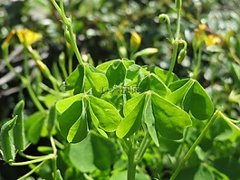 酢浆草stricta,常见的黄色woodsorrel,黄woodsorrel