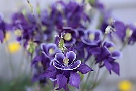 自然,紫色,鮮花