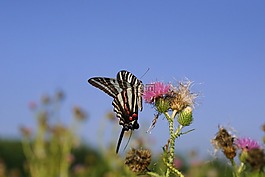 斑馬 蝴蝶,花,開(kāi)花