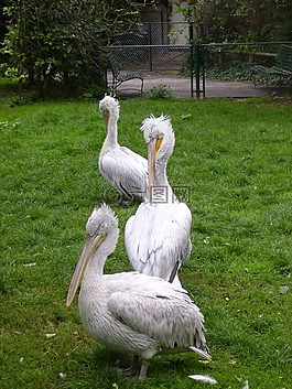 佩利坎,動物園,鳥