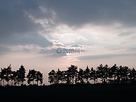 林間空地,樹木,夕陽