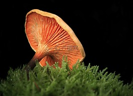 蘑菇,性質(zhì),森林
