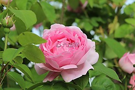 玫瑰,花園,浪漫