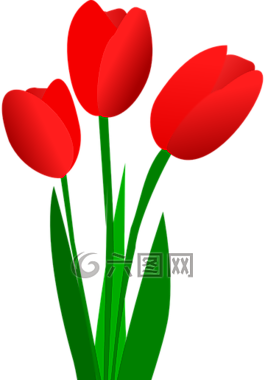 郁金香,鮮花,紅色