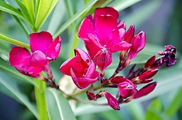 鮮花,性質(zhì),花園