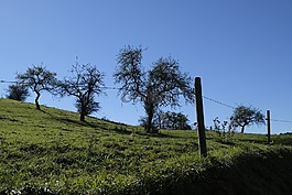 草地,籬笆,鐵絲網(wǎng)