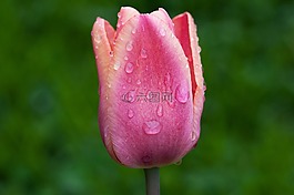 花,郁金香,開花