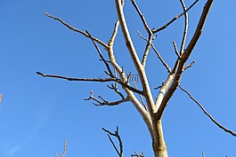 光秃秃的树,冬天,蓝蓝的天空