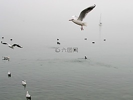 帆船,水面,景觀