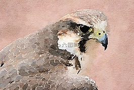 鳥,自然,野生動(dòng)物
