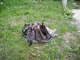 貓科動物,貓,小貓