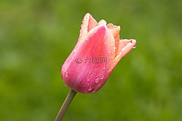 花,郁金香,春天的花