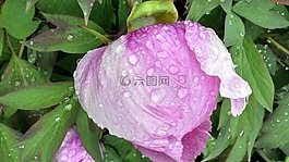 花,廠(chǎng),性質(zhì)