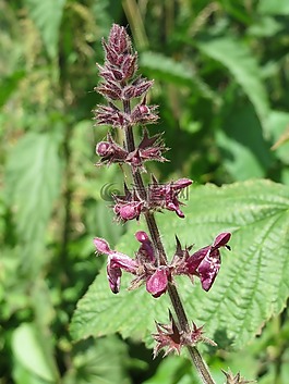 水蘇山毛櫸,對沖woundwort,對沖蕁麻