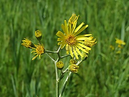 jacobaea露草,千里光paludosus,野花