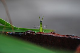 蝗蟲,甲蟲，昆蟲,昆蟲