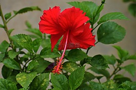 槿,中國玫瑰,花