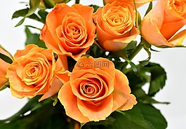 玫瑰,鮮花,開花
