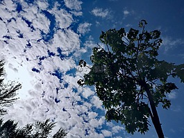 樹,天空,云