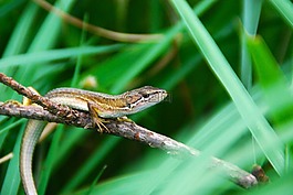 蜥蜴,棕色,動物