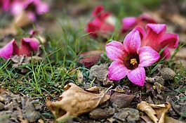 粉紅色,花,自然