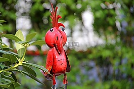 鸚鵡,鳥(niǎo),動(dòng)物園