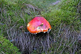 蘑菇,紅色,秋季