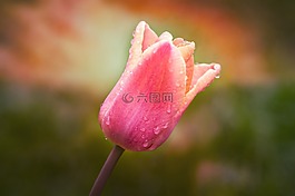 郁金香,花,schnittblume