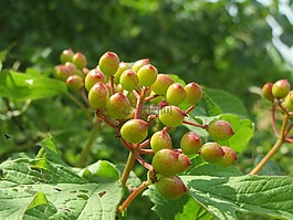 歐洲莢蒾,guelder玫瑰,灌木