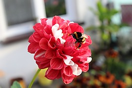 植物,美丽的花朵,花园