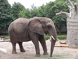 象,灰色,野生動物